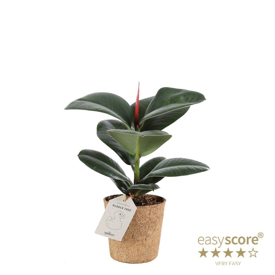 Ficus elastica ´Sofia´ - COCOZ, D 11