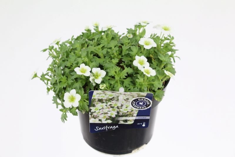 Saxifraga Touran Big White, D 13