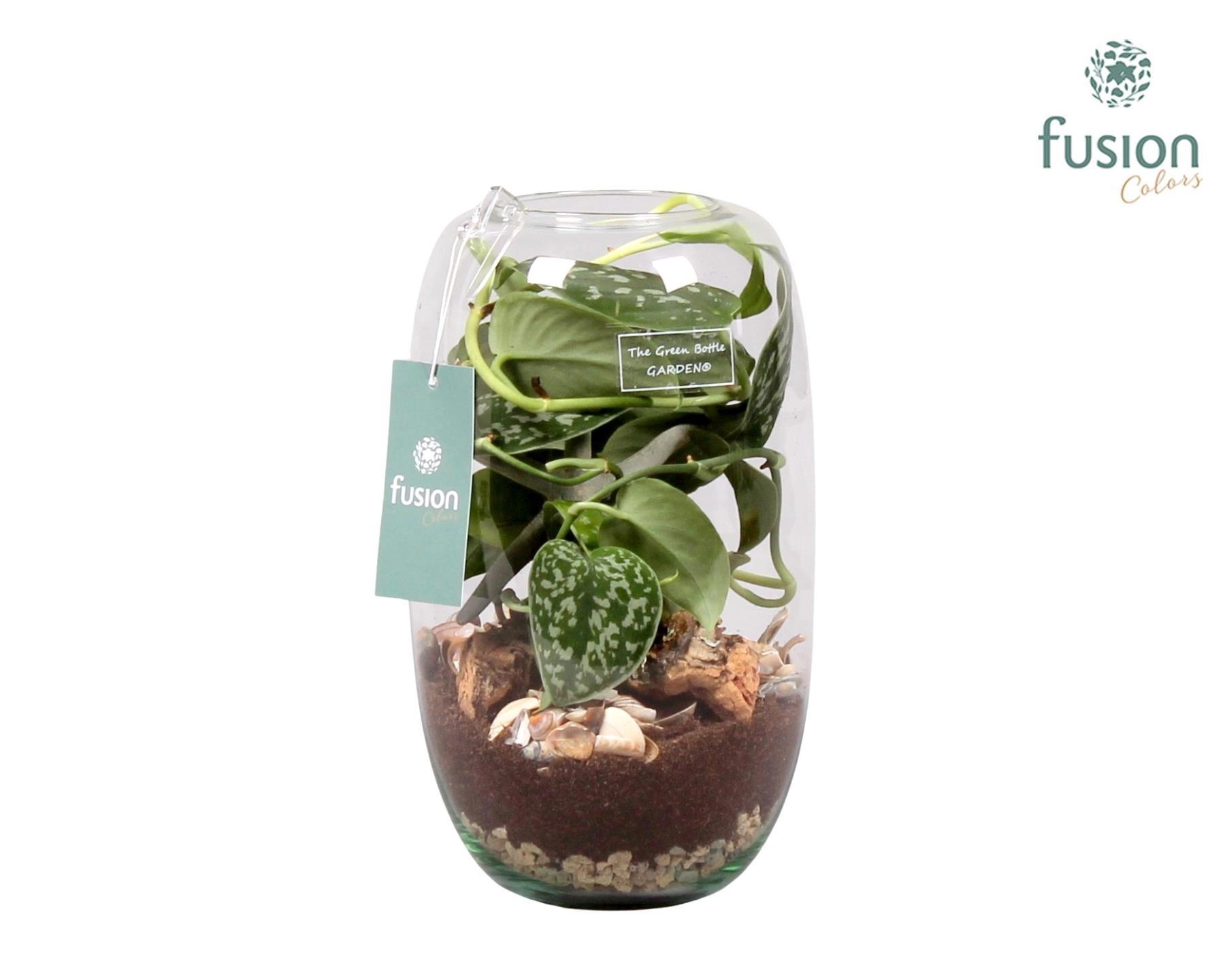 Green Bottle Isabella Medium Maritiem met Scindapsus, D 15