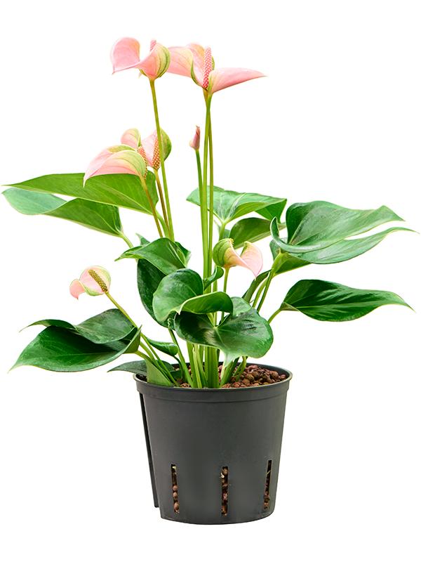 Anthurium andraeanum 'Joli', D 13