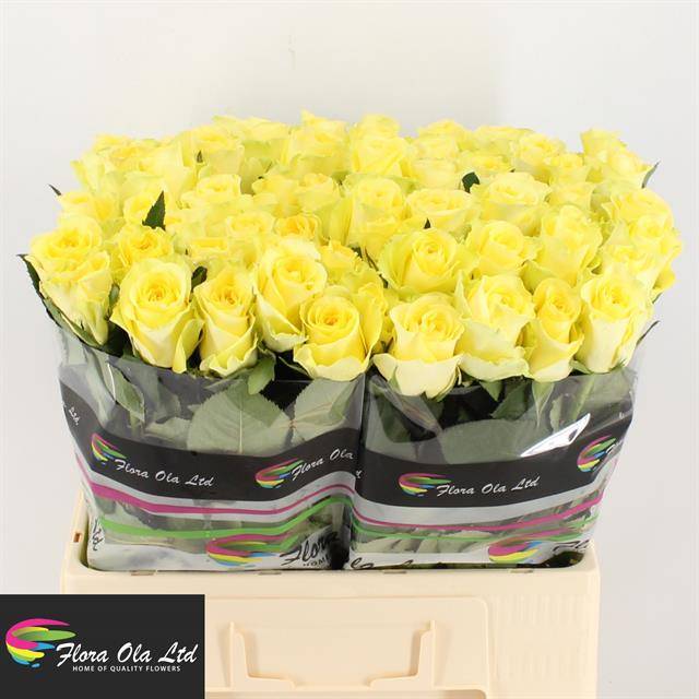 Роза од. Миньон Роуз 60, шт.