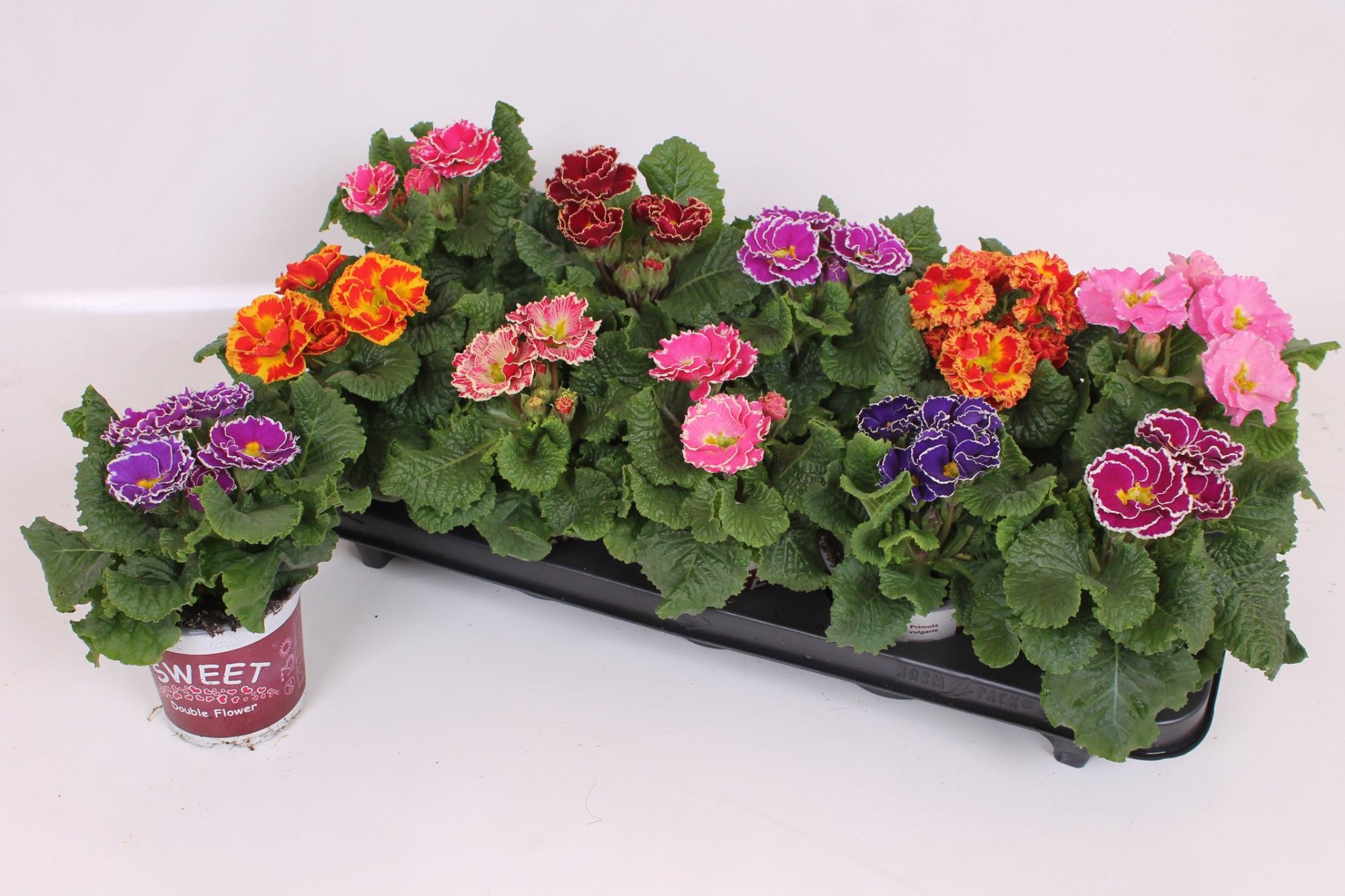 Primula Sweet Special - Sirococco Mixtray, D 11