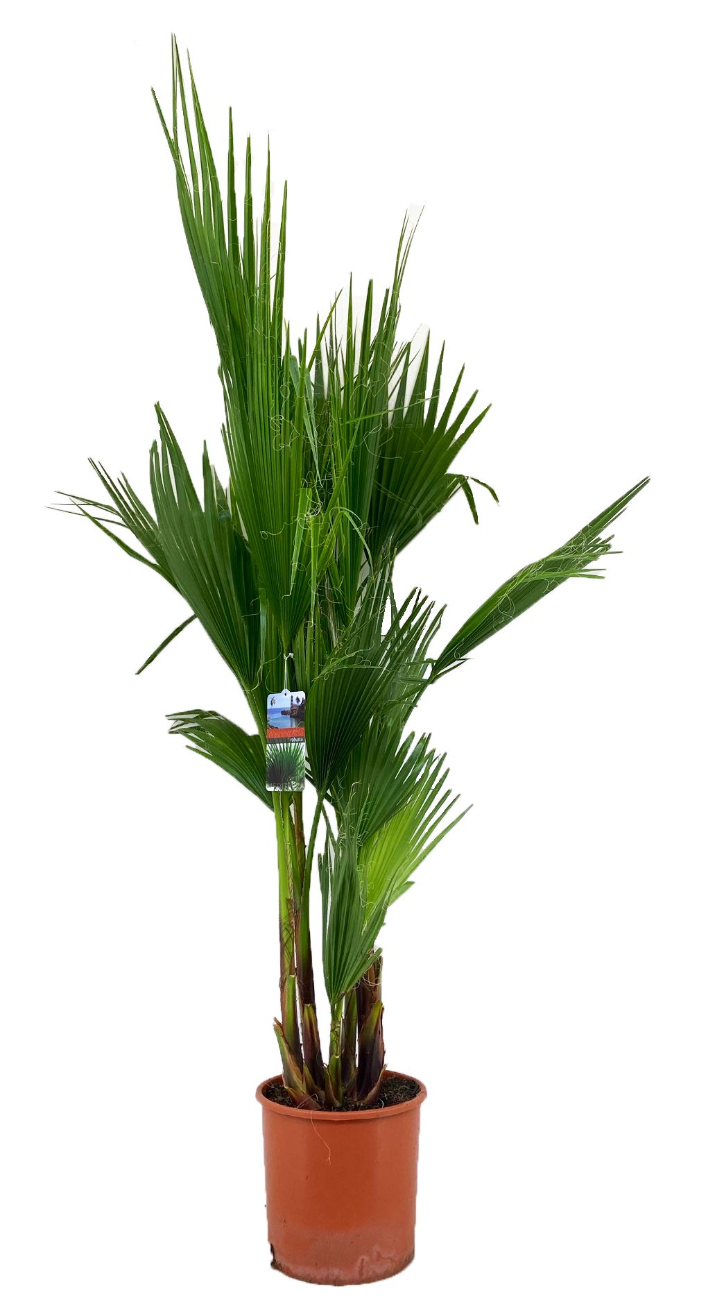 Washingtonia robusta, D 27