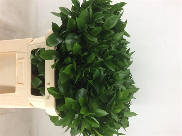 Рускус Израильский 80, шт.