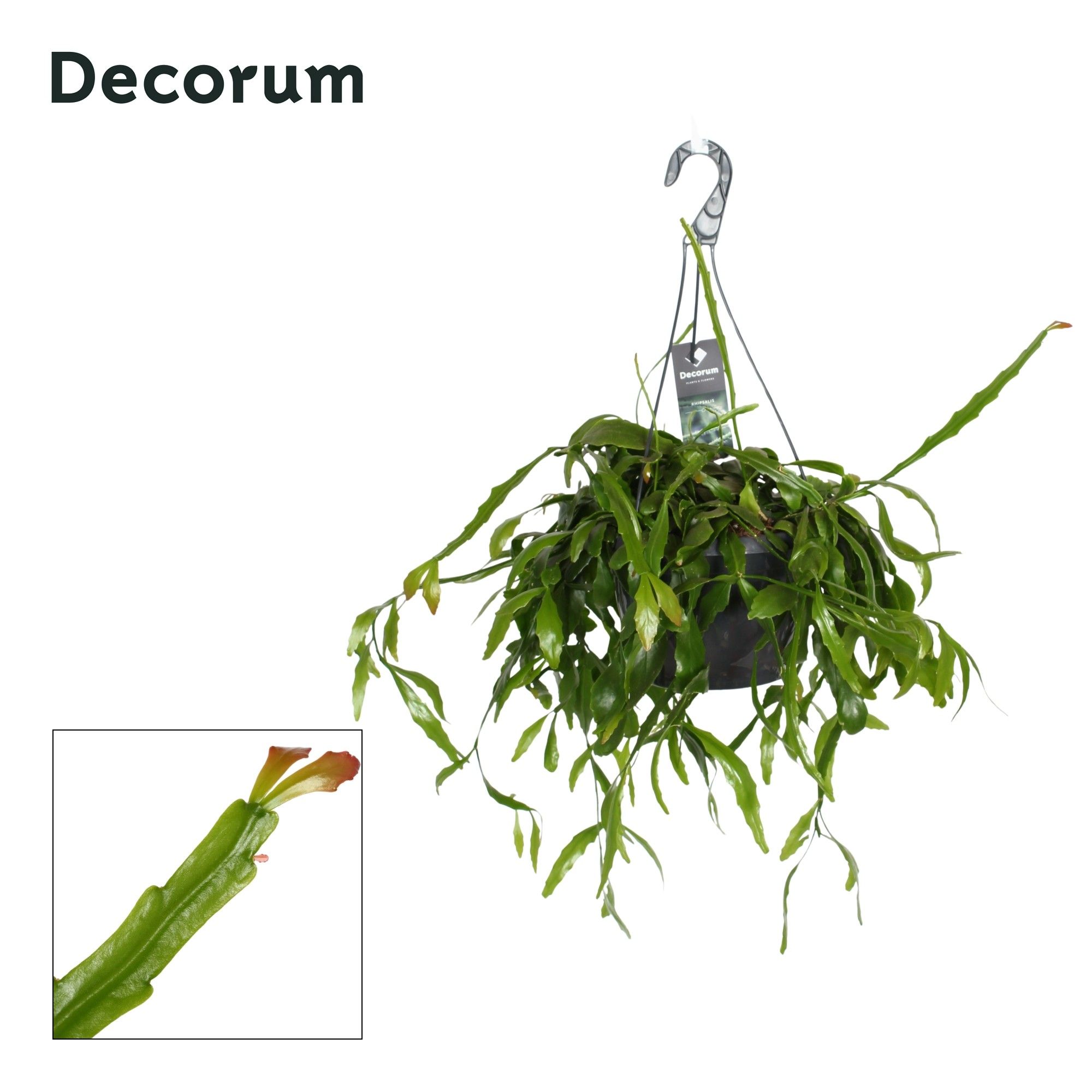 Rhipsalis crispata HP 21 cm, D 21