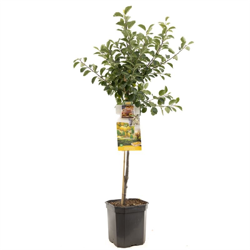 Prunus dom. Mirab. de Nancy laag Gele pruim, D 24