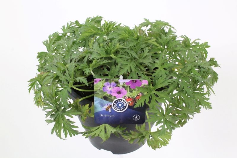 Geranium pratense Azure Skies, D 23