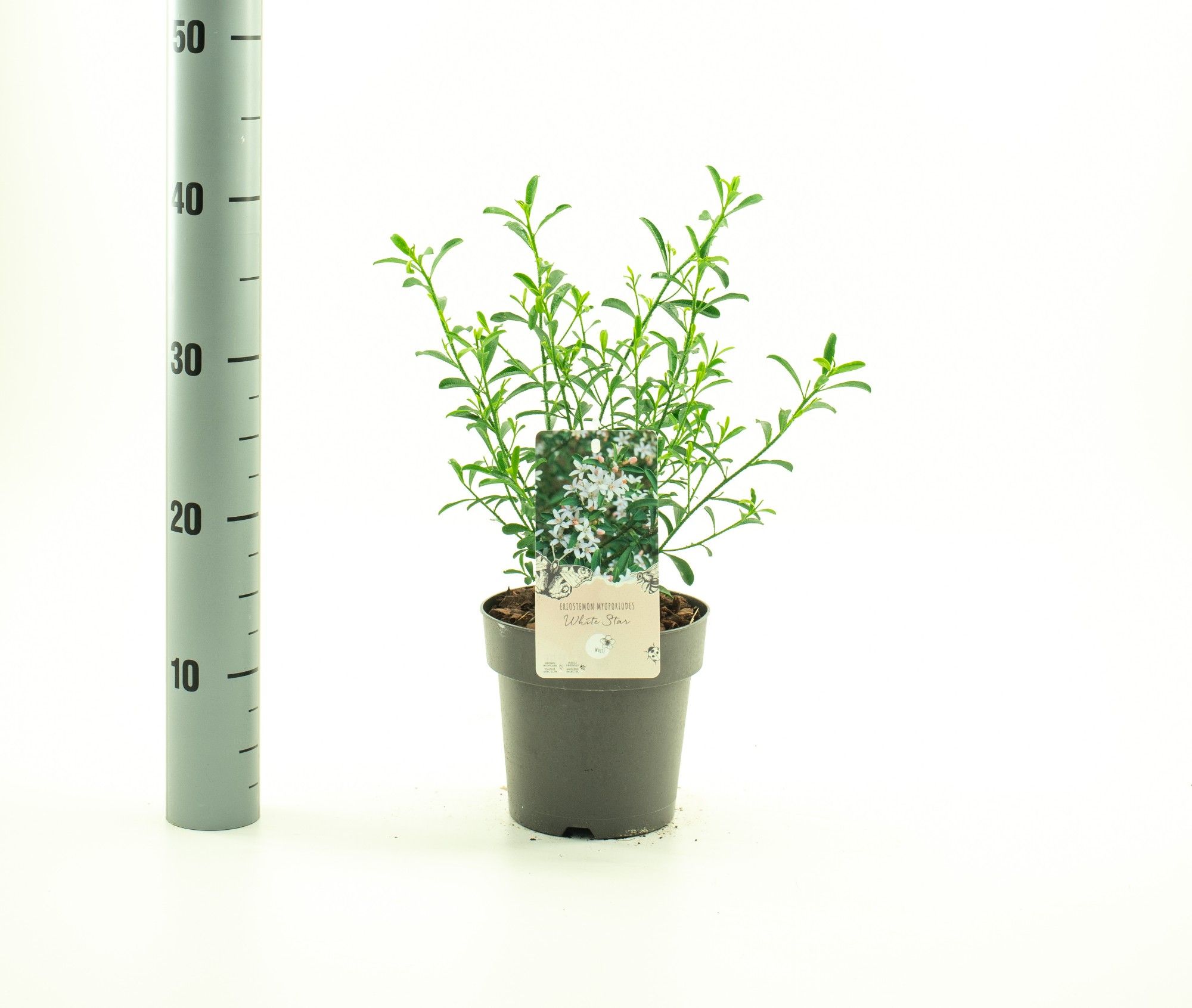 Eriostemon 'White Star', D 15