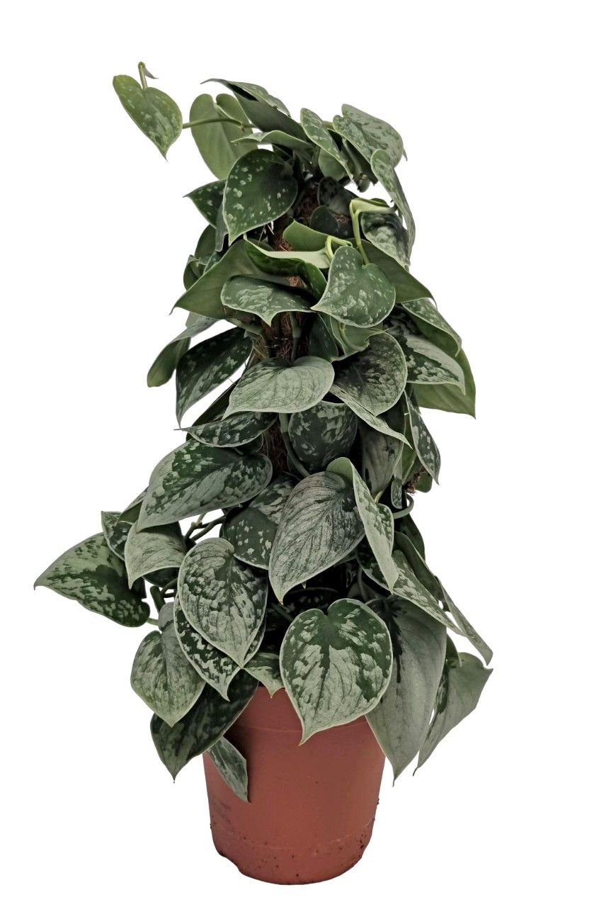 Scindapsus Silvery Ann Mosstok, D 15