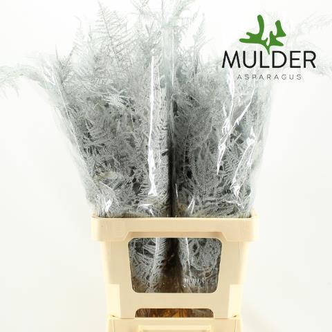 Аспарагус Овериг Крашеный (краш. ) 65, шт.