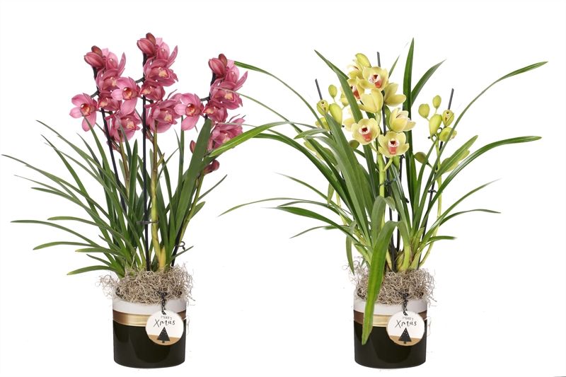 Dolomite p12 Horizon black Cymbidium mix 3T15+, D 12