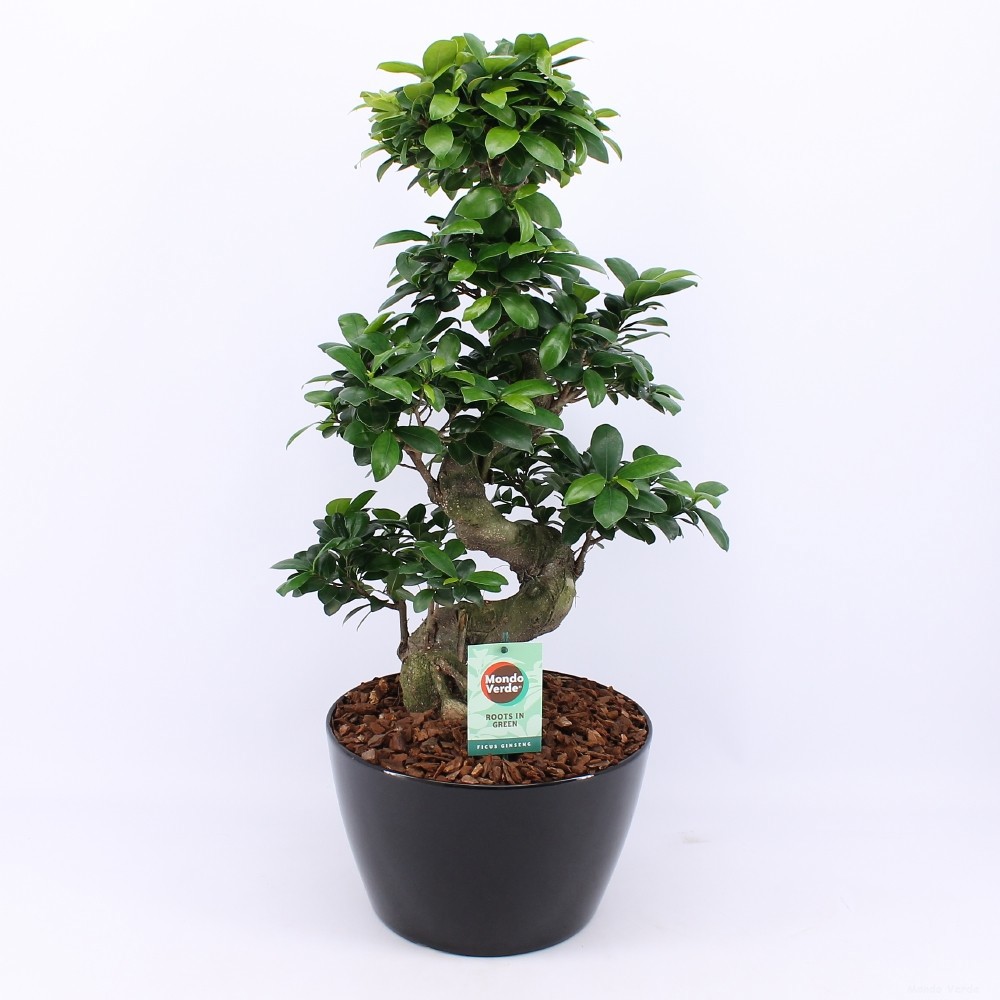Ficus Ginseng S type in Zwart keramiek met Bark, D 28