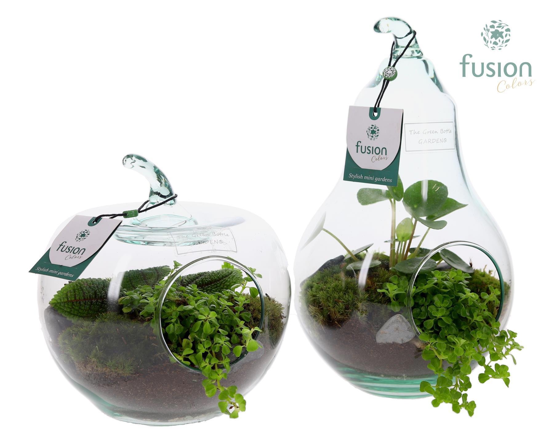 Peer en Appel glas met Groen planten, D 18