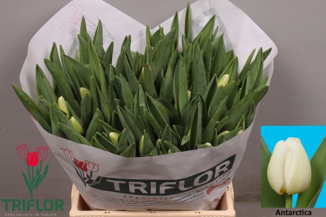 Тюльпан од. Антарктика (бел.), шт.