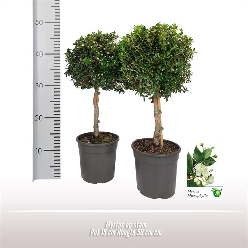 Myrtus op stam, D 15