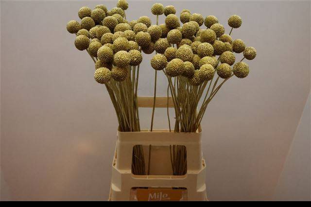 Краспедия Крашеная (краш. ) 70, шт.