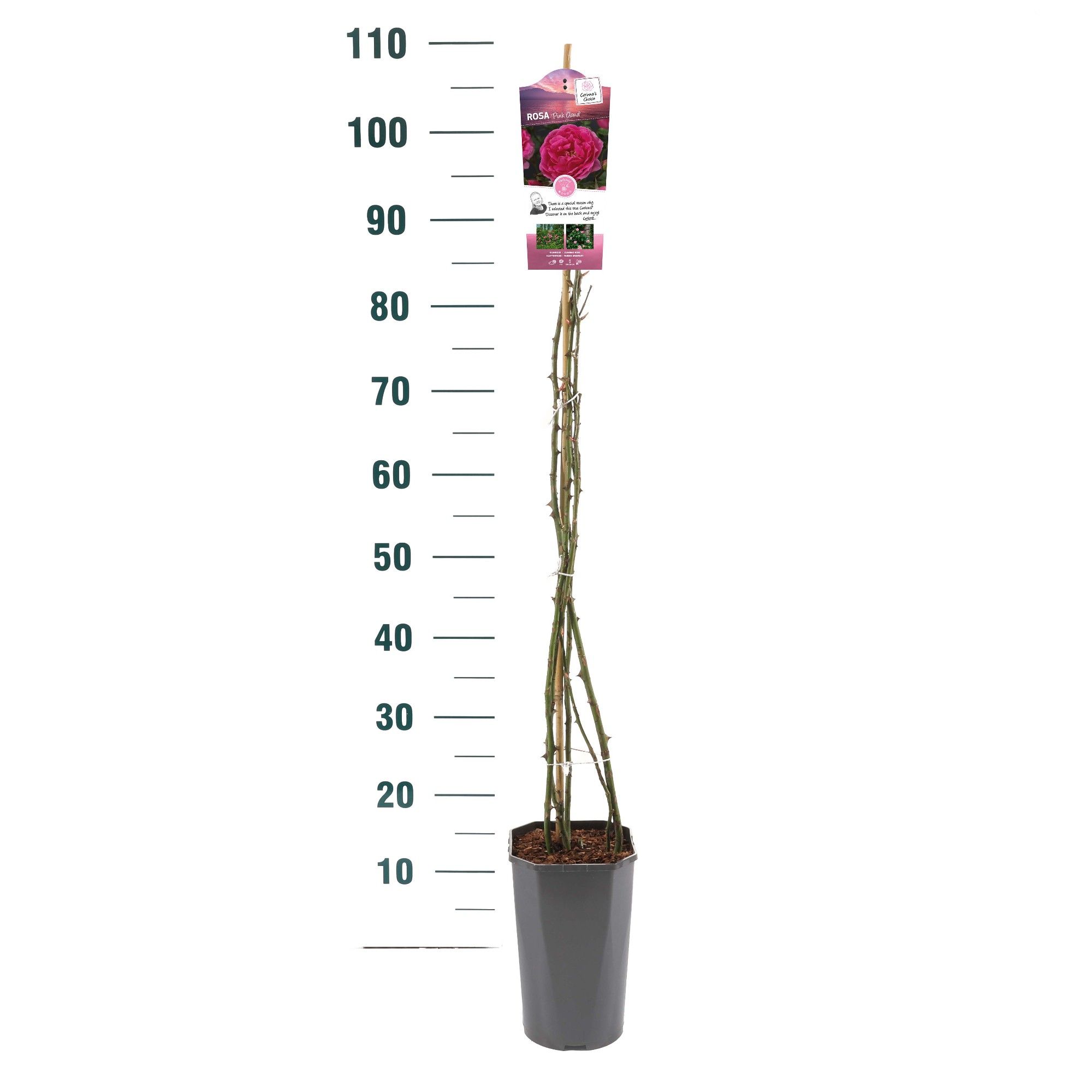 Rosa 'Pink Cloud' - Klim - C3rp - Basic Collection, D 19