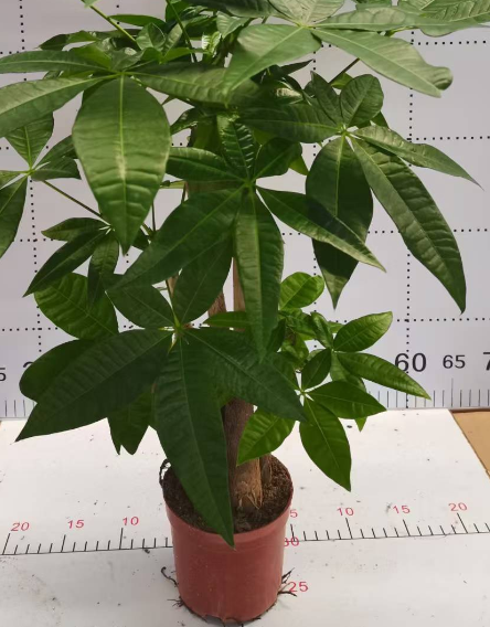 Пахира акватика 11 45