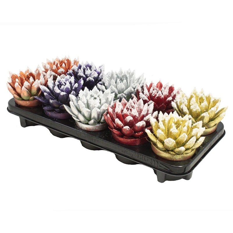 Miranda coloured Xmas mix + snow, D 10,5