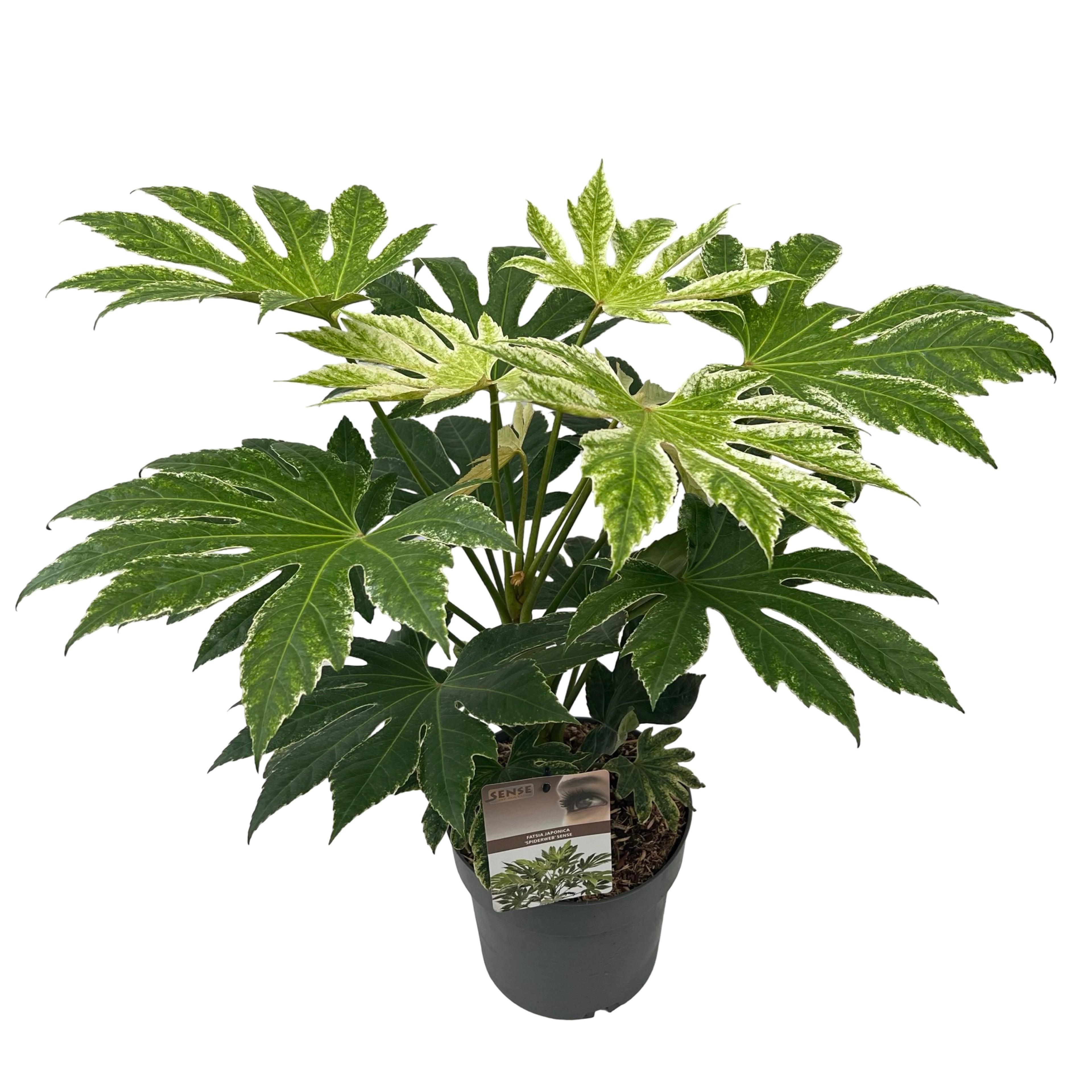 Fatsia jap. 'Spiderweb' sense, D 23