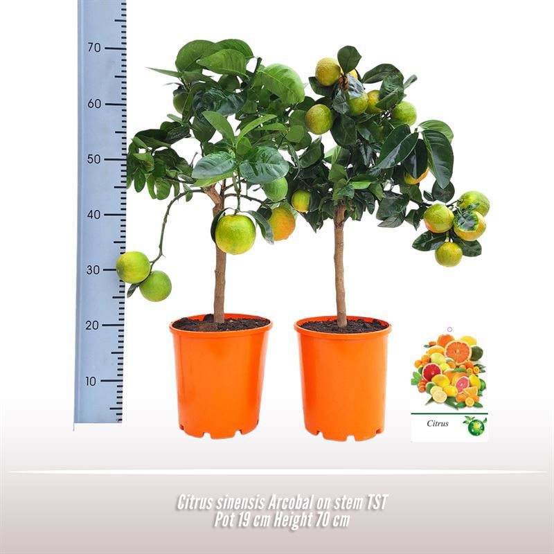 Citrus Arcobal op stam, D 19