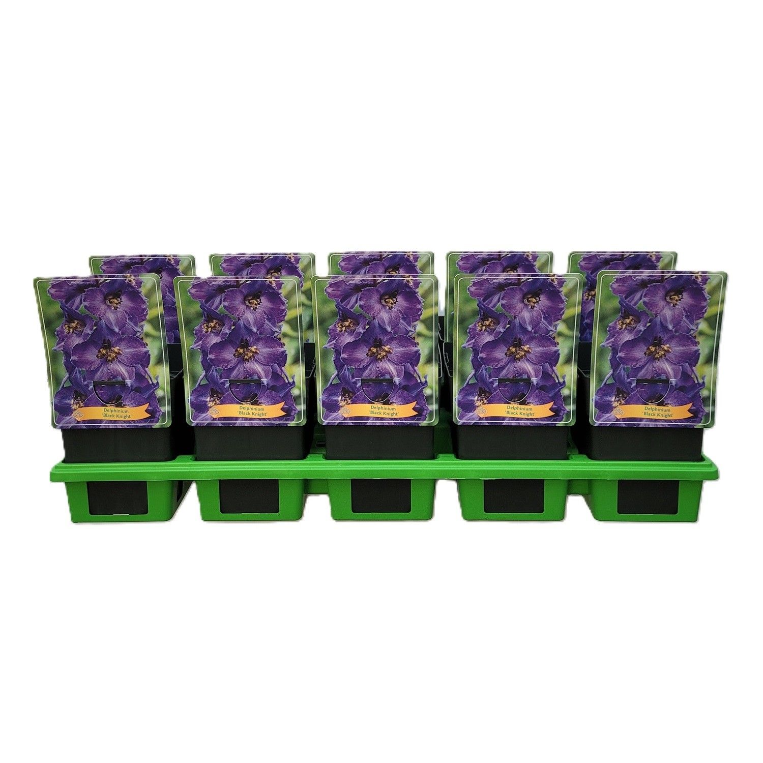 Delphinium 'Black Knight' P11, D 11 cm