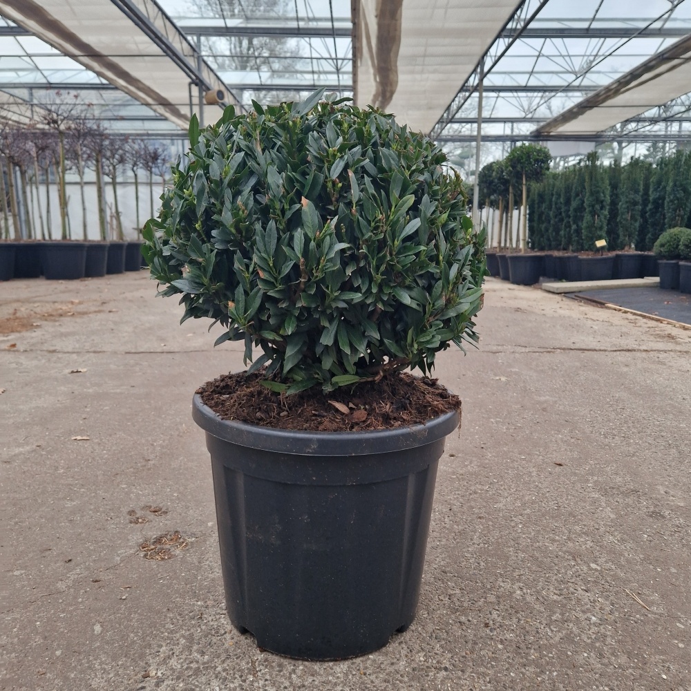 Prunus l. 'Gajo', D 36 cm