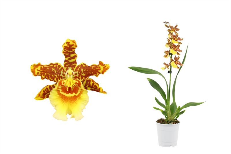 Cambria p12 Golden Tiger1T, D 12