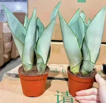 Сансевиерия муншайн 11 20 11 25