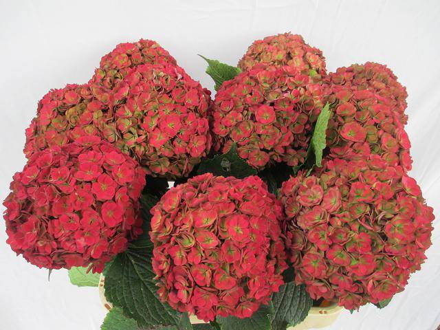 Гортензия Роял Анастасия Классик 80, шт.