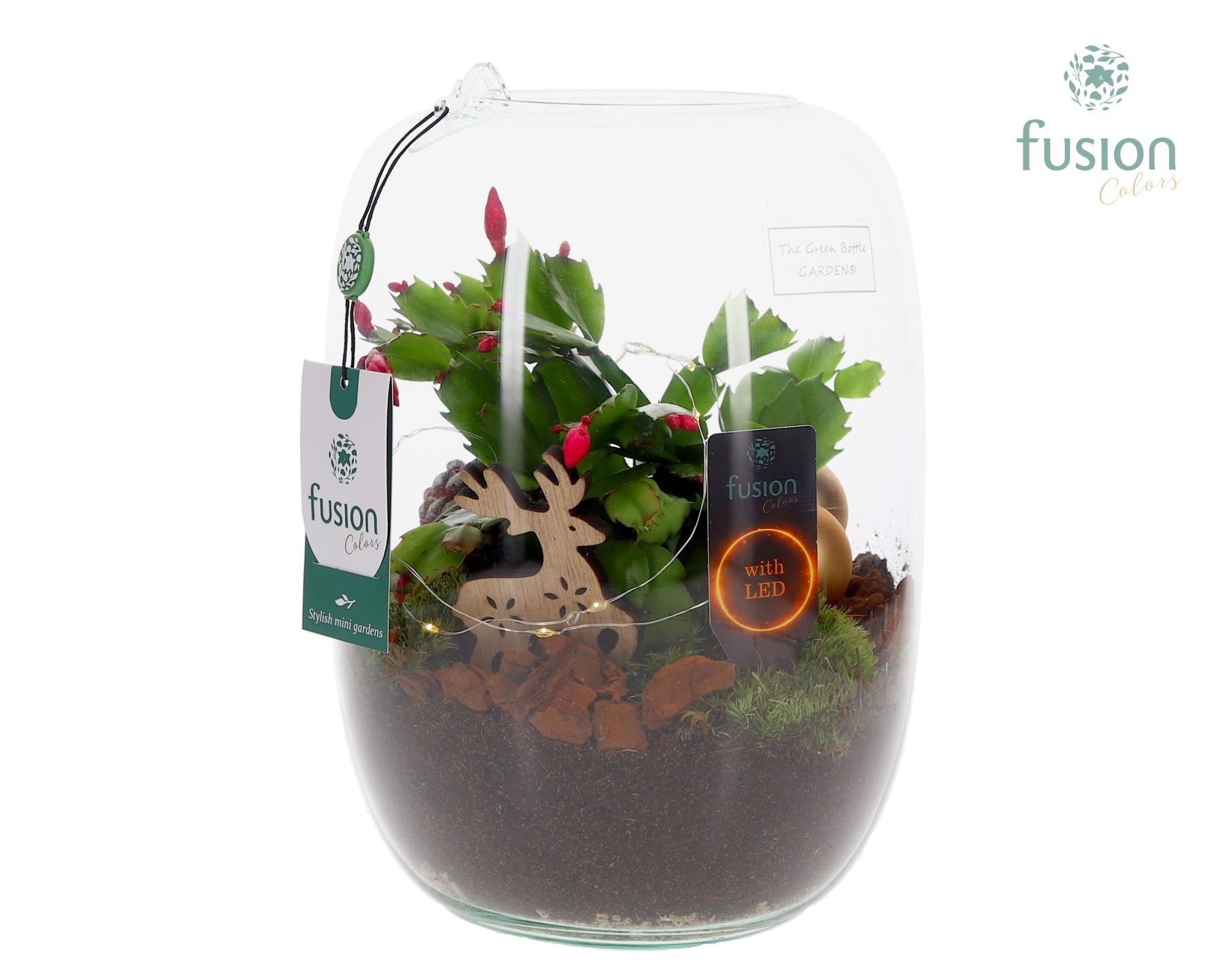 Green Bottle Isabella Large met Schlumbergera, D 19 cm Green Bottle Isabella Large met Schlumbergera, D 19 cm
