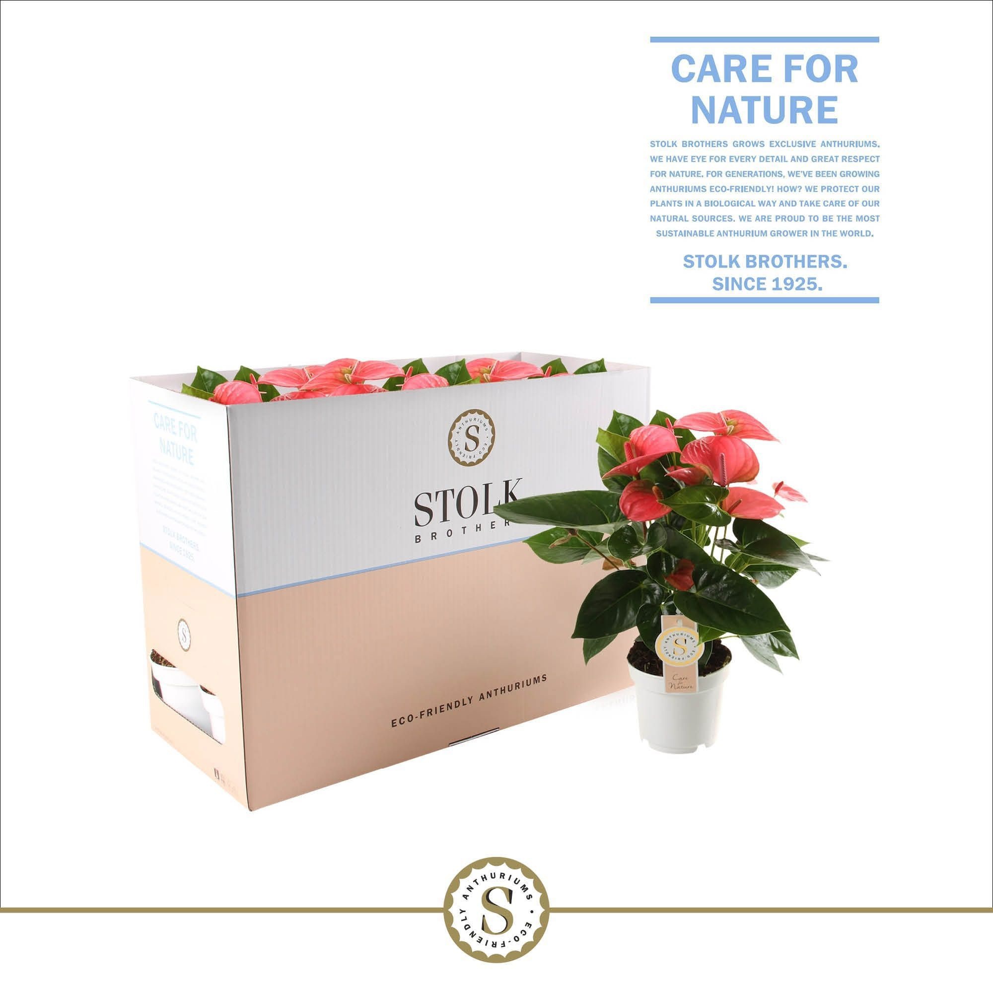 Anthurium Pink Champion 12cm in Ecobox, D 12