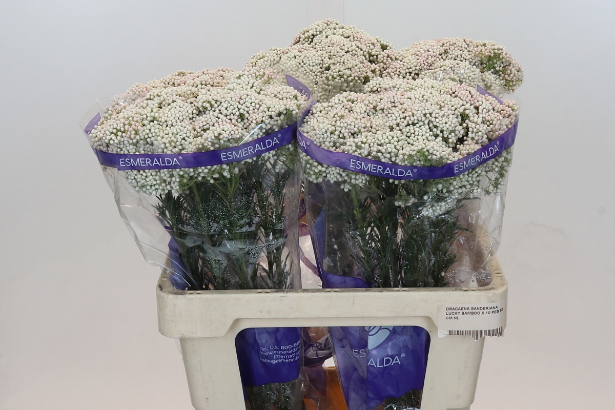 Озотамус Кукс Сноу Вайт 60, шт.