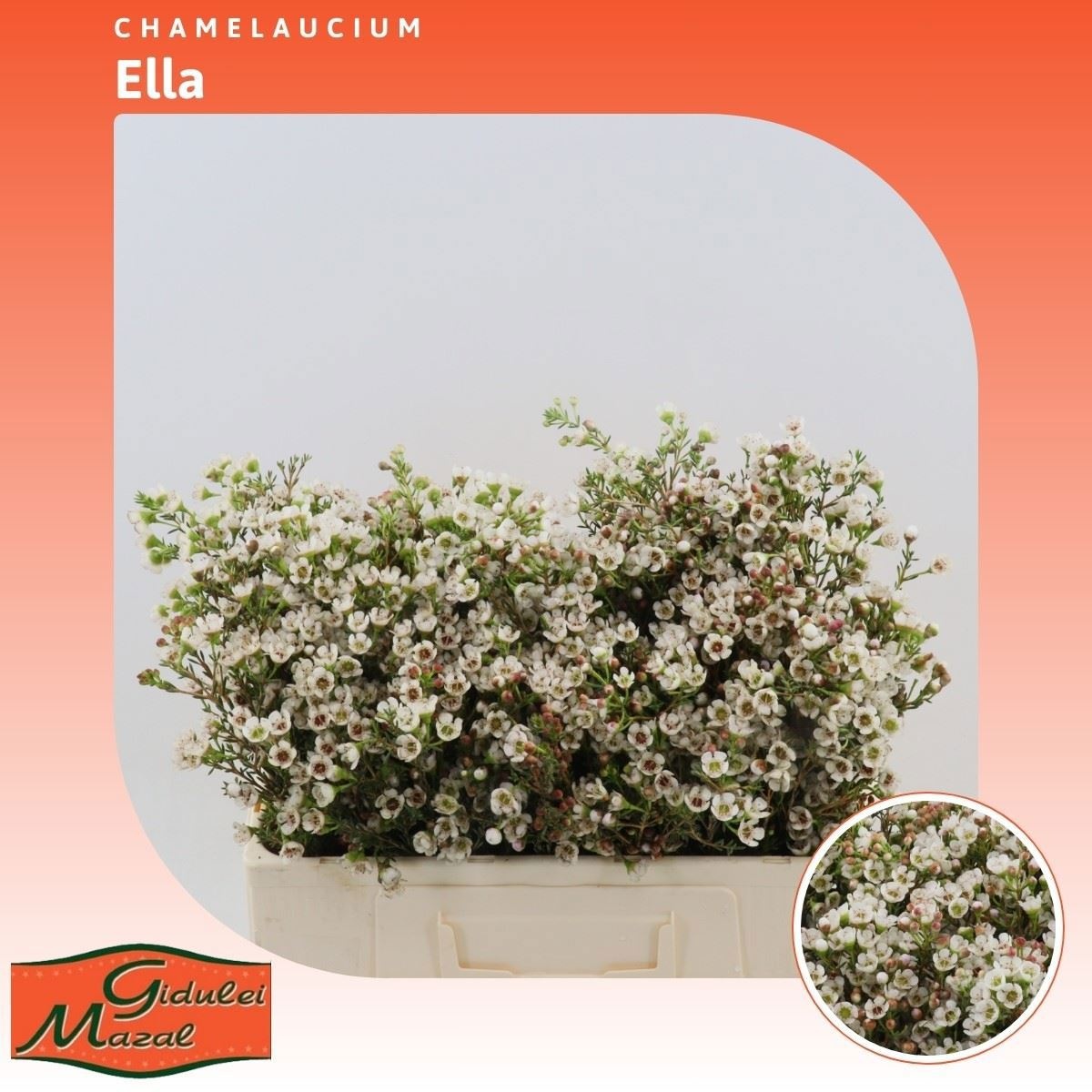 Шамелациум Элла 50, шт.