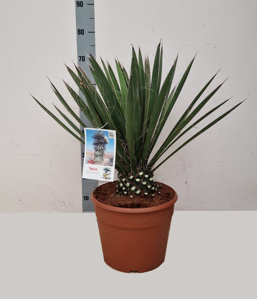 YUCCA FILIFERA AUSTRALIS C30, D 30