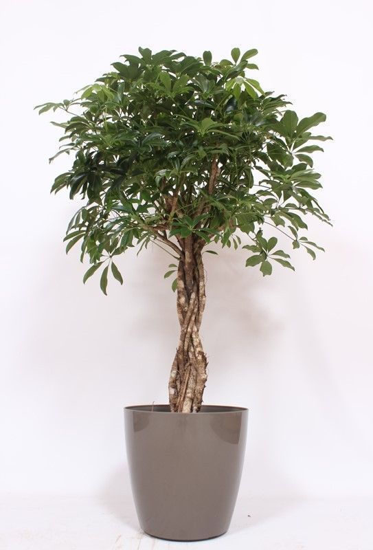 Schefflera arboricola Compacta in San Remo "taupe", D 36