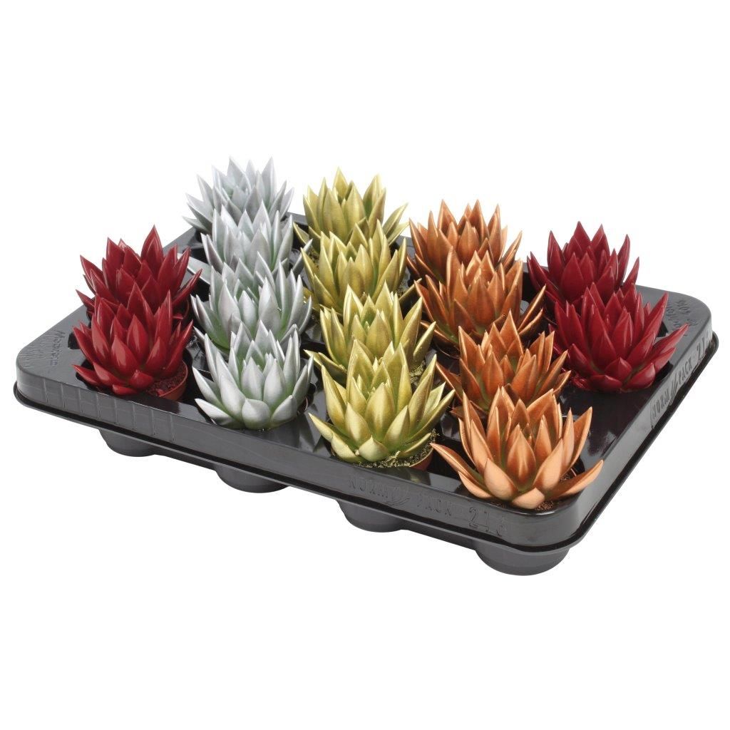 Miranda coloured Xmas mix, D 6