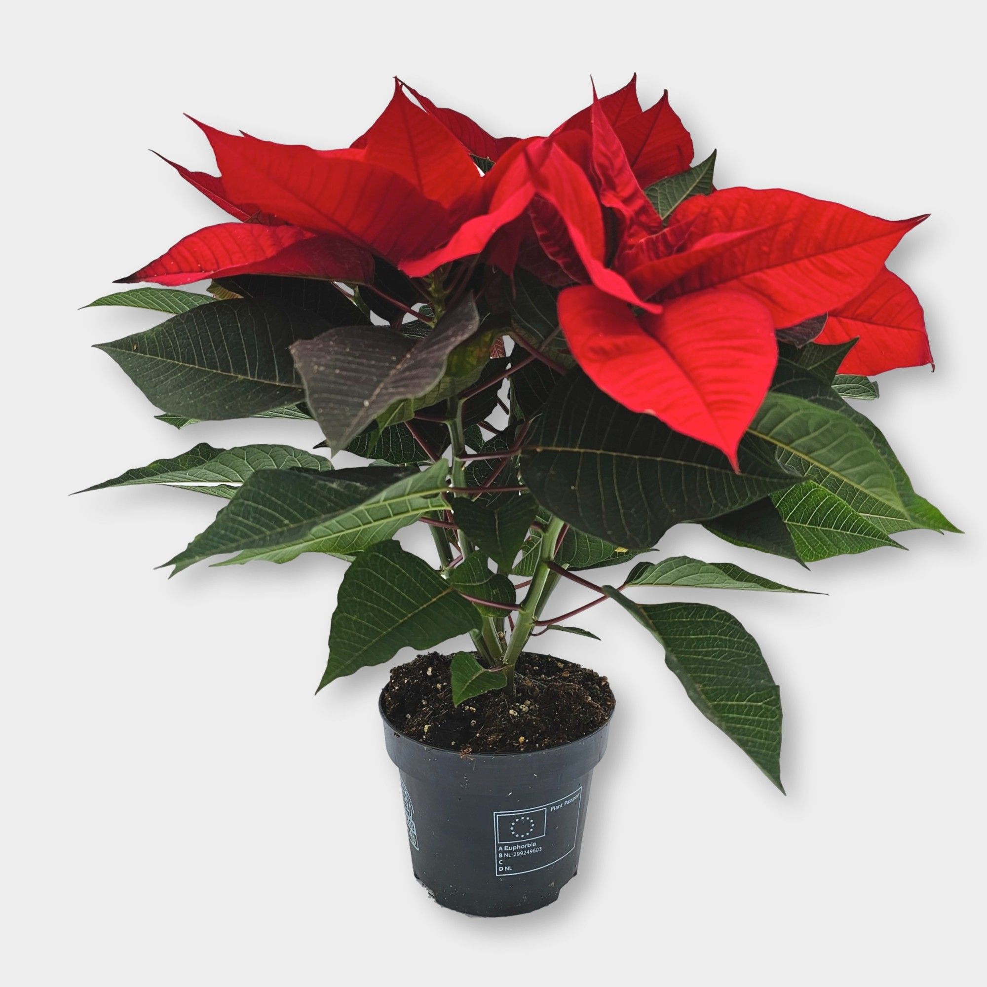 Poinsettia Ø12 Christmas Universe, D 12 cm
