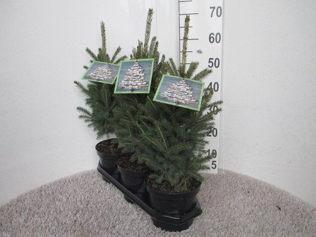 Picea glauca Super Green 40-50, P19, D 19