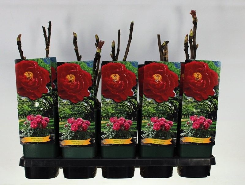 Paeonia Suffruticosa Luo Yang Hong C2 - 2 tak, D 14