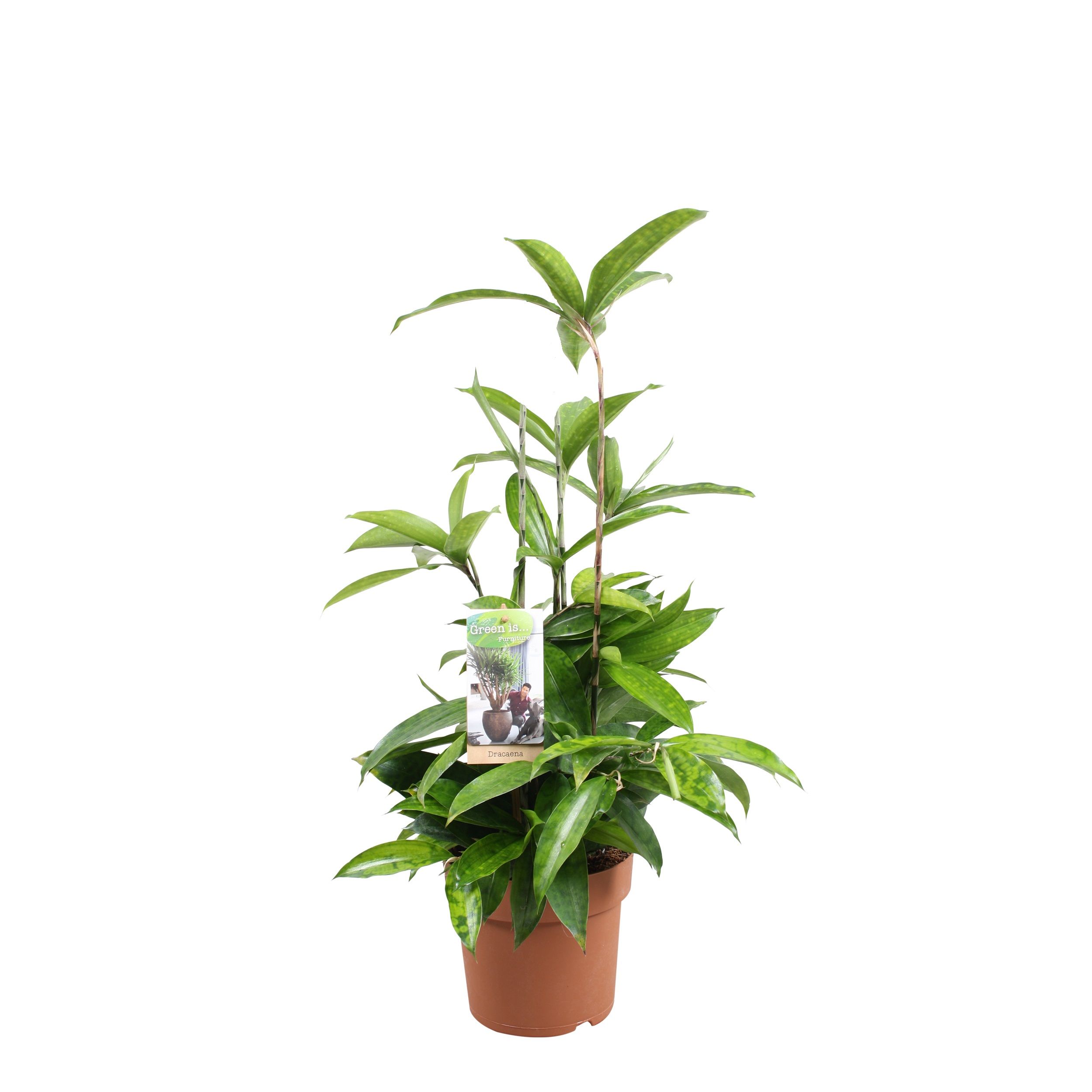 Dracaena Surculosa, D 17