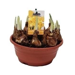 Narcis Carlton schaal 19 cm, D 19