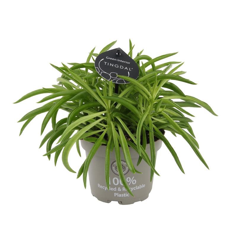 PEPEROMIA SPICIES 'NEVADA', D 12 cm PEPEROMIA SPICIES 'NEVADA', D 12 cm