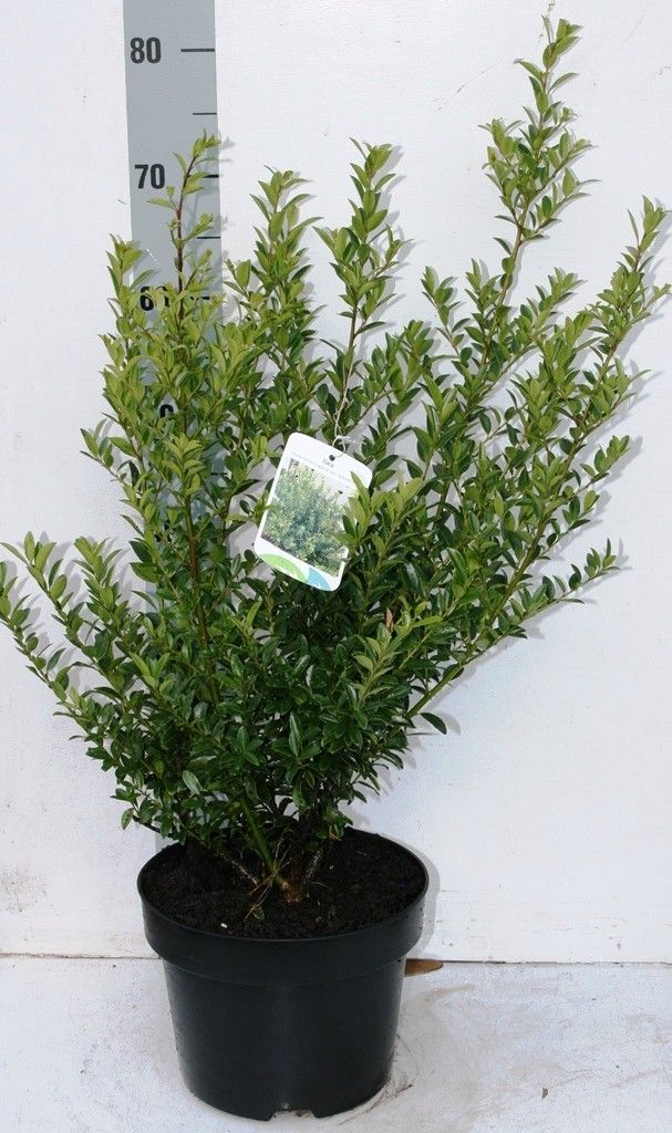 Ilex max. 'Kanehirae', D 23