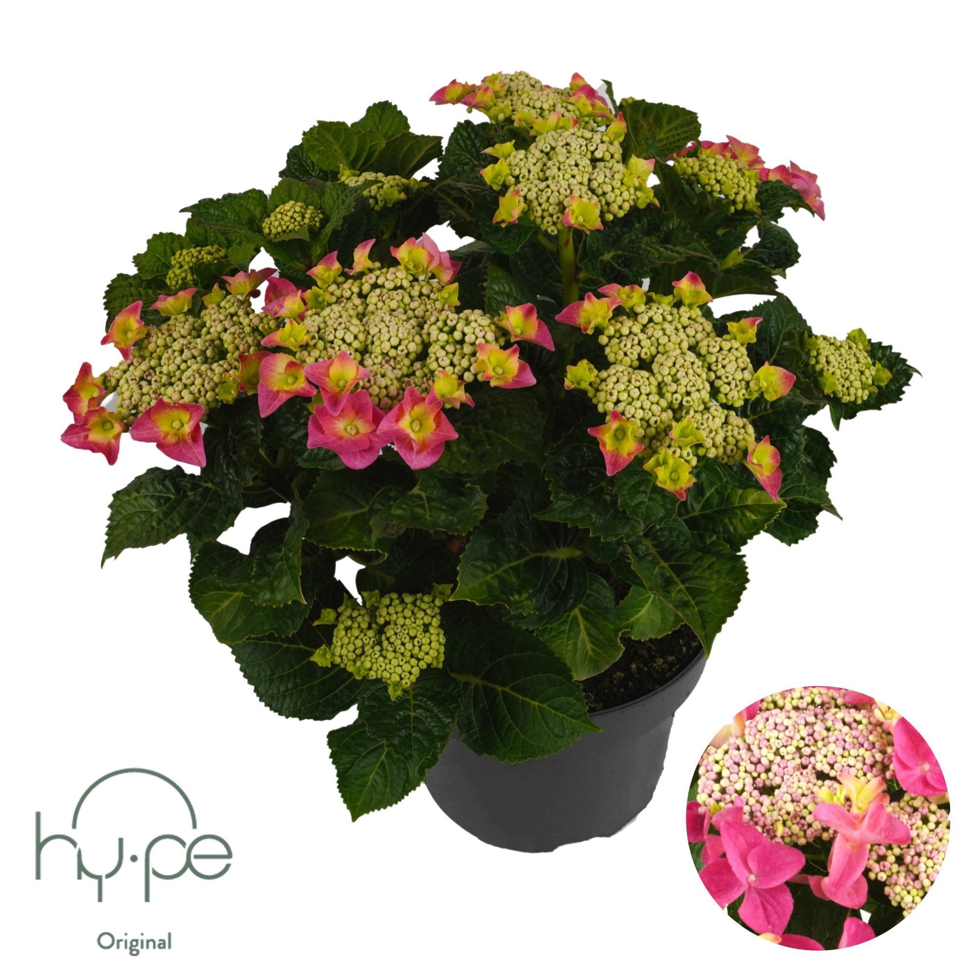 Hydrangea Lacecap Pink 7+ | Hy-pe Original, D 23