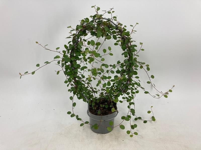 MUEHLENBECKIA COMPLEXA, D 11 cm MUEHLENBECKIA COMPLEXA, D 11 cm