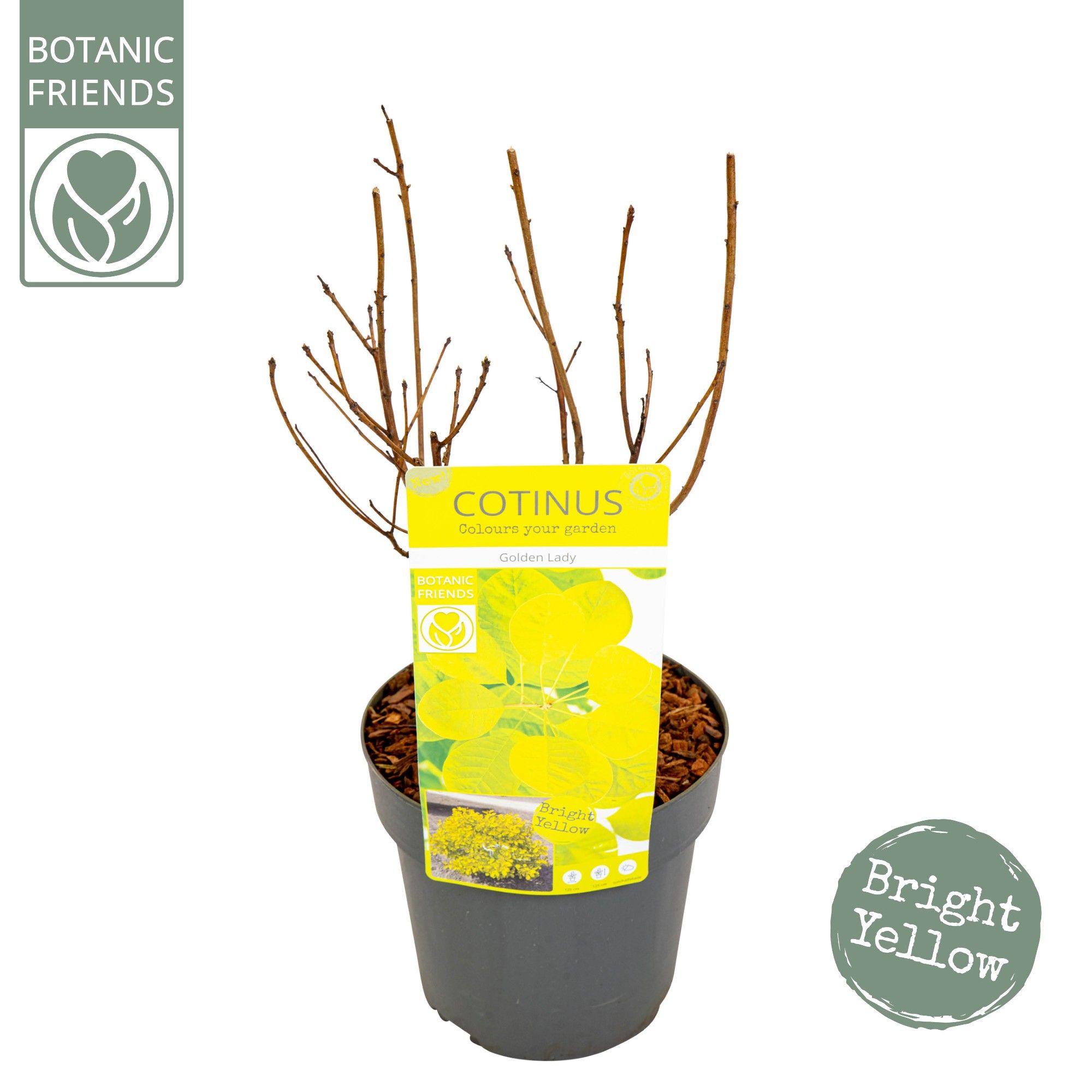 Cotinus cog. 'Golden Lady' ®, D 19