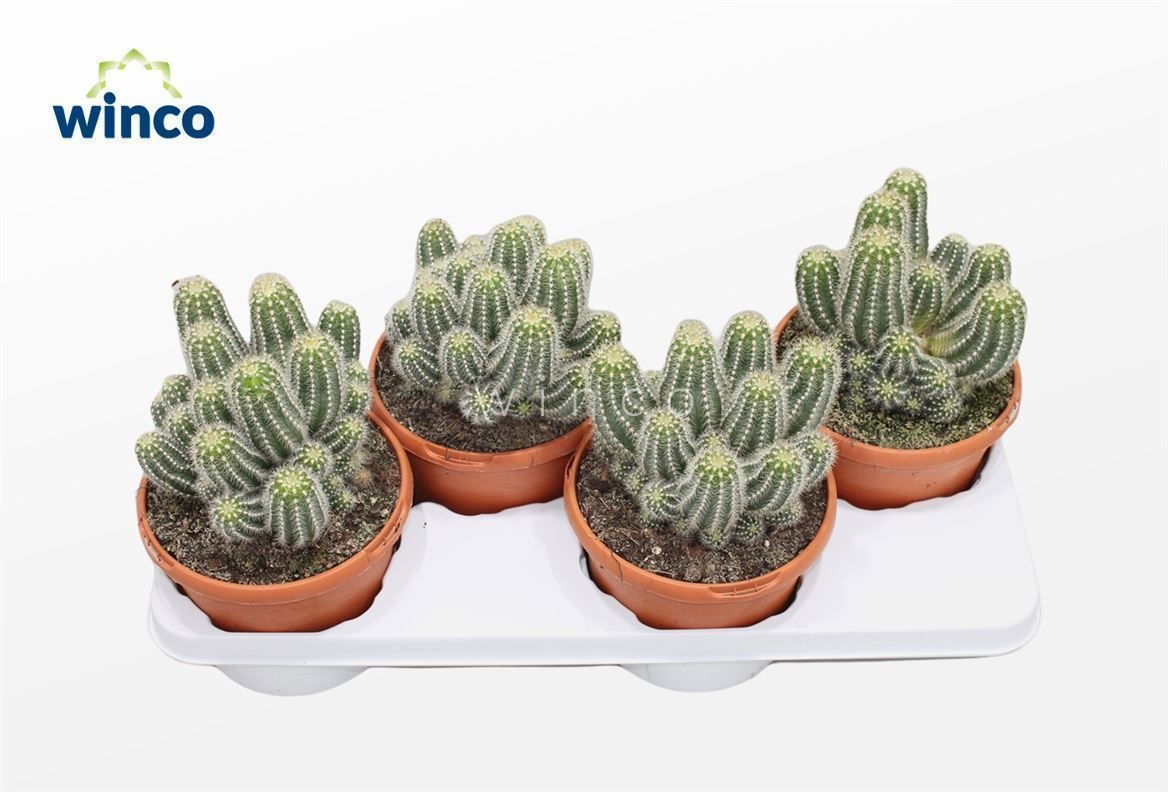 Trichocereus Huascha, D 17