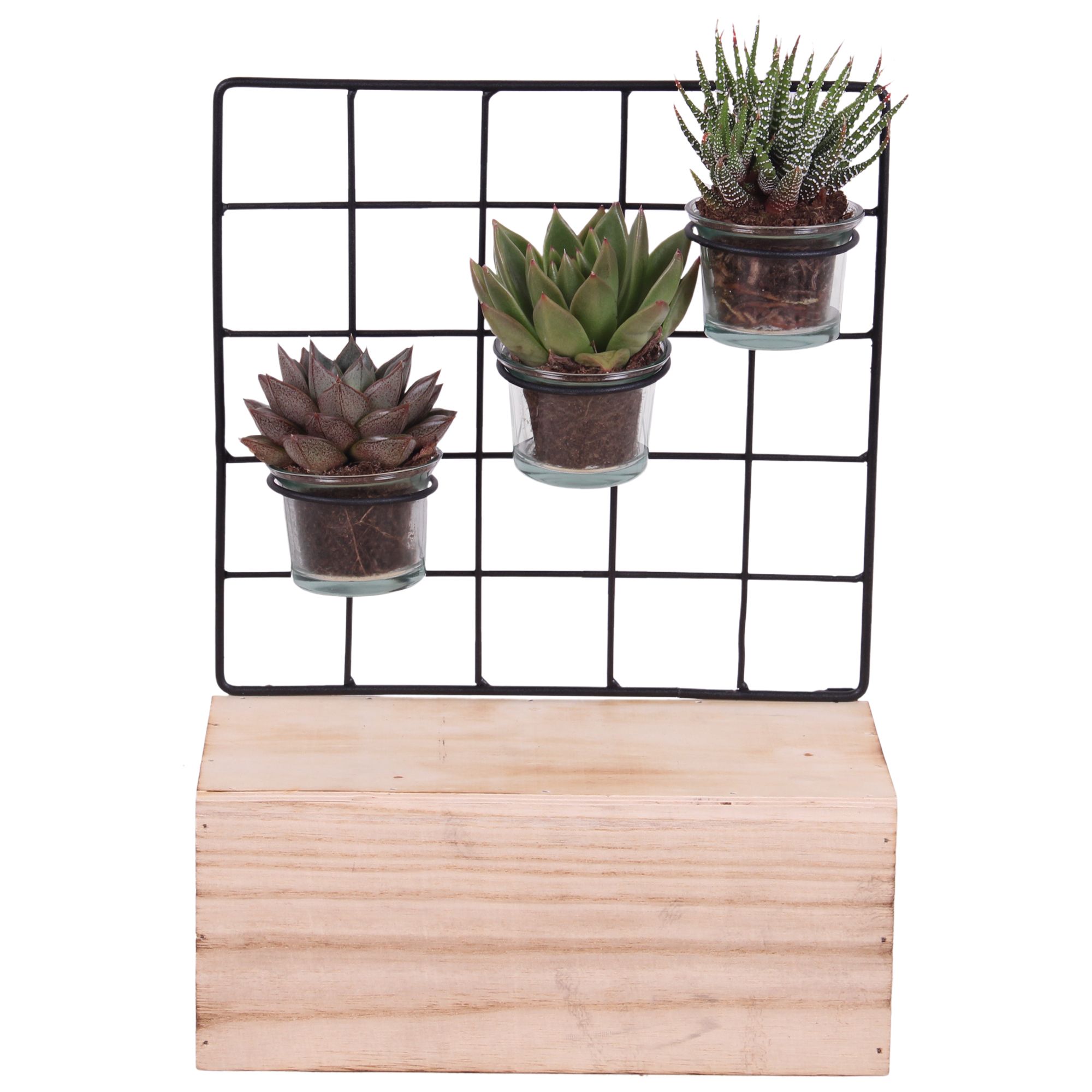 Succulent Metal Stand with Glass on Wood 24 cm 3PP, D 24