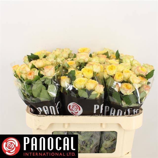 Роза куст. Йога Трендсеттер 70, шт.